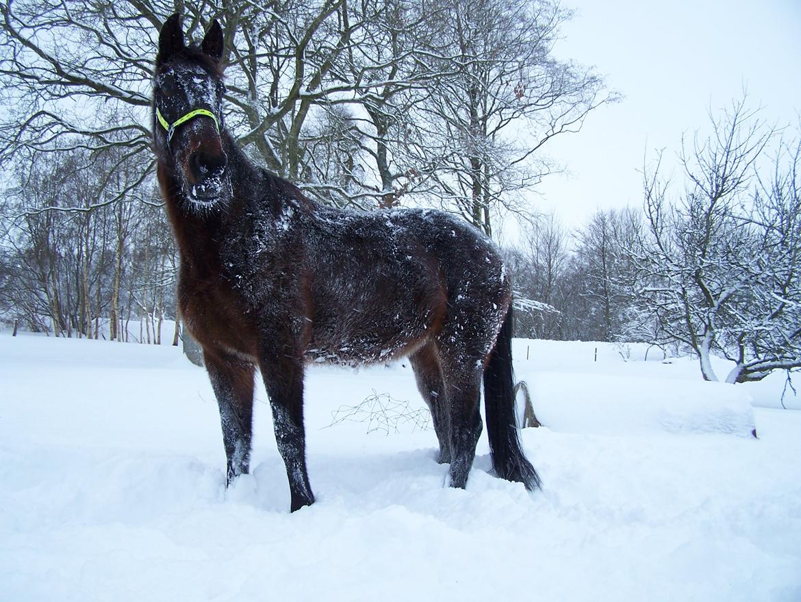 Traver Thor Holmager [R.I.P] billede 28