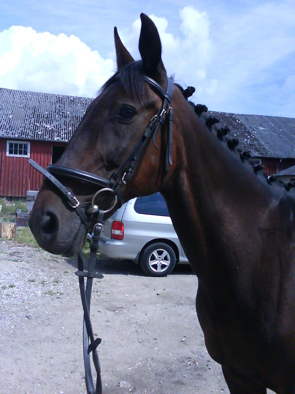 Traver Thor Holmager [R.I.P] billede 32