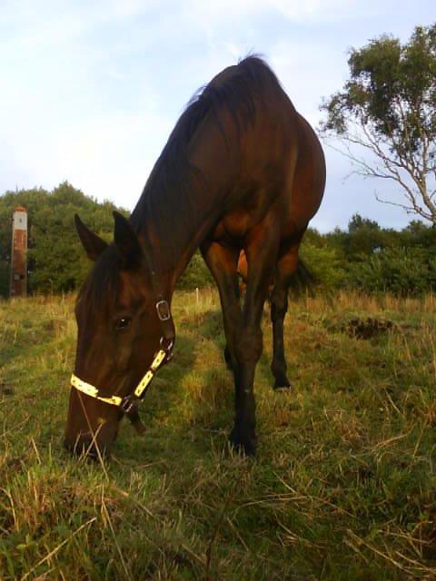 Traver Thor Holmager [R.I.P] billede 5