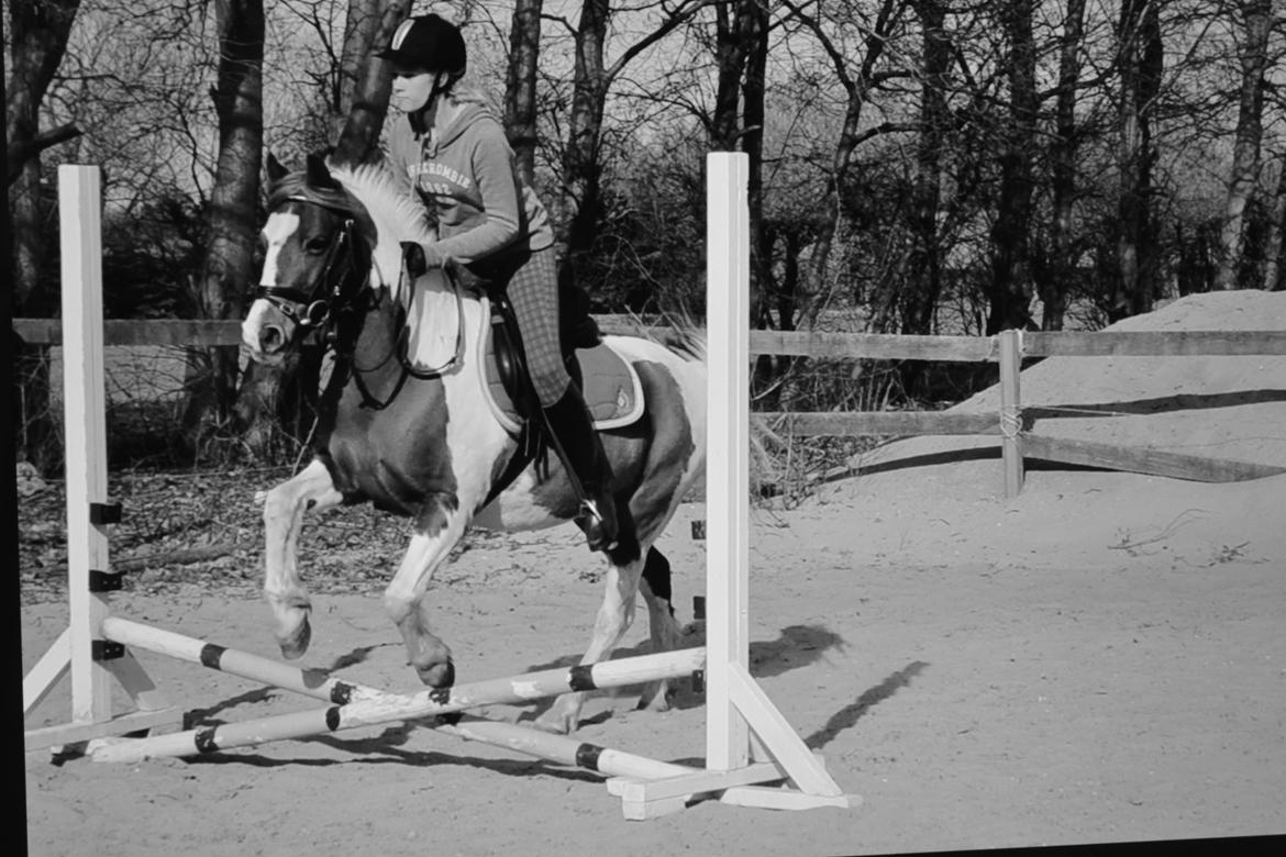 Pinto Blade - Best friend <3  billede 10