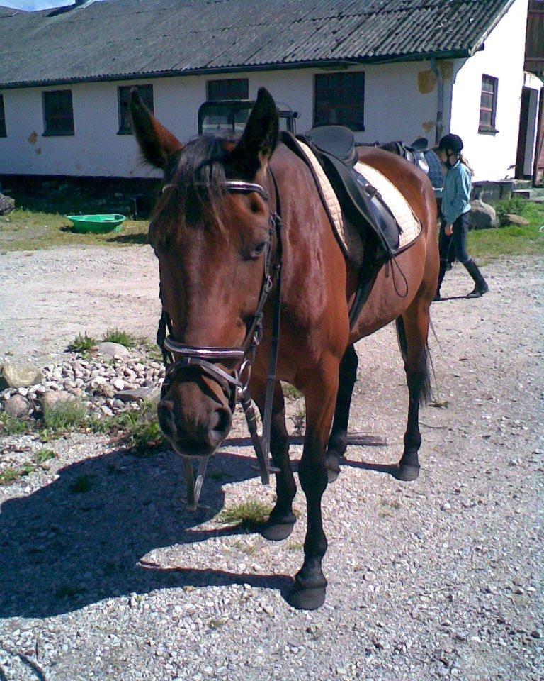 Fuldblod (XX) Star Light [R.I.P] billede 20