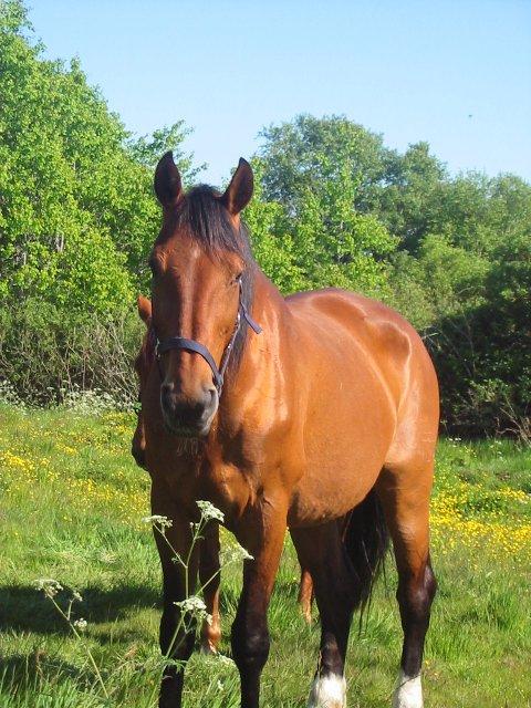 Dansk Varmblod Rona [R.I.P] billede 5