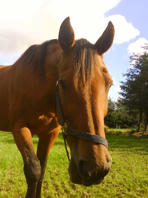 Dansk Varmblod Rona [R.I.P] billede 22