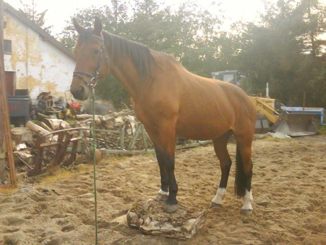 Dansk Varmblod Rona [R.I.P] billede 14