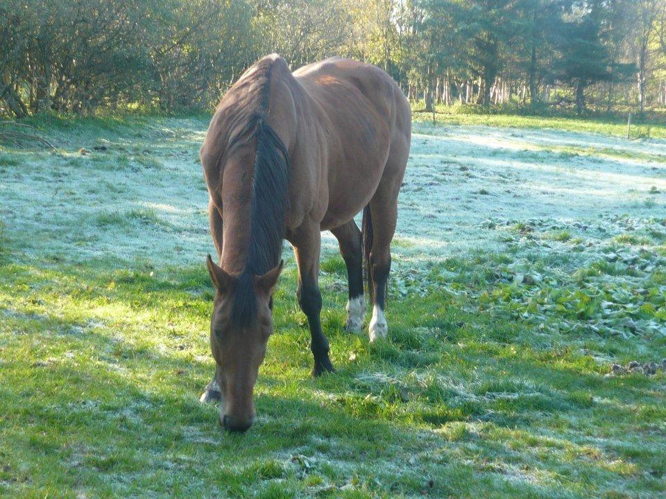 Dansk Varmblod Rona [R.I.P] billede 8