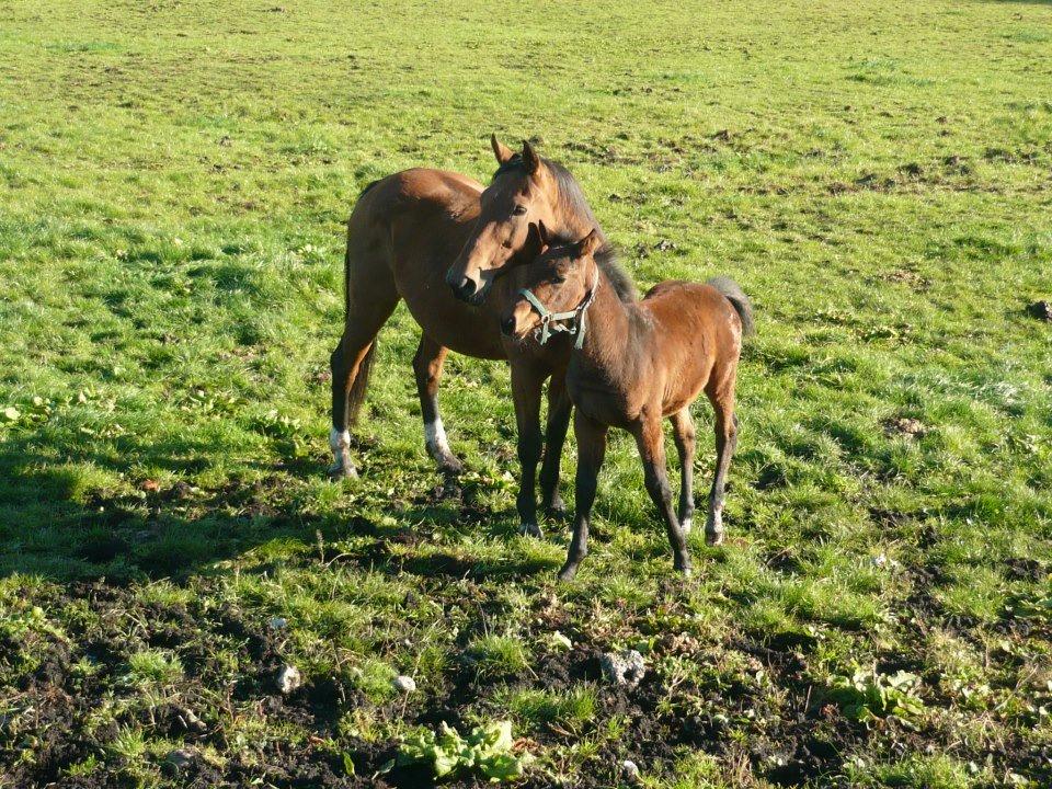 Dansk Varmblod Rona [R.I.P] billede 23