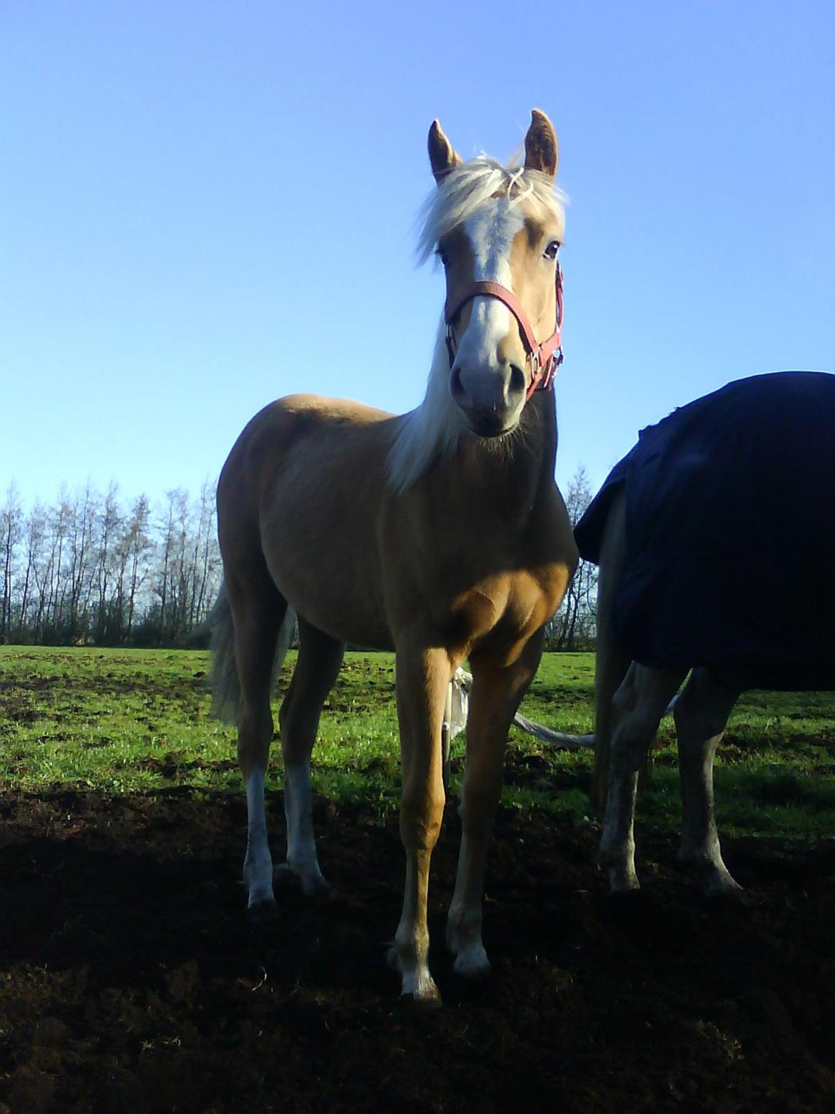 Palomino Grønvangs Golden miss Gucci [Solgt] billede 18