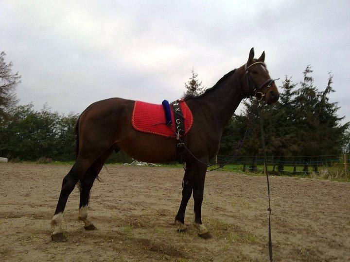 Dansk Varmblod Mr. Hot Chokolate Fudge |Choko| [Trænede] billede 21