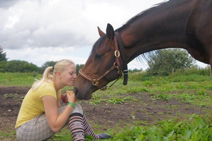 Dansk Varmblod Mr. Hot Chokolate Fudge |Choko| [Trænede] billede 1