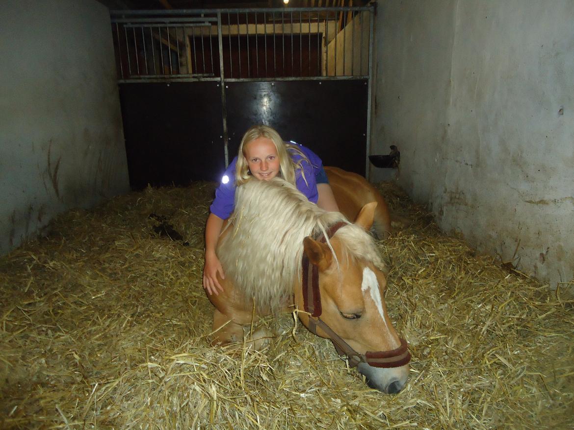 Haflinger missy <3 - Hvad jeg ikke kan med den hest! <3 billede 8