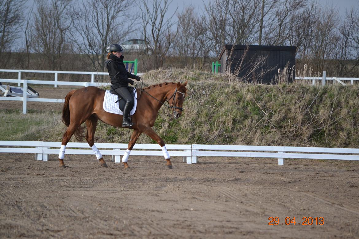 Fuldblod (XX) Tarika Pigen  ** SOLGT** billede 23