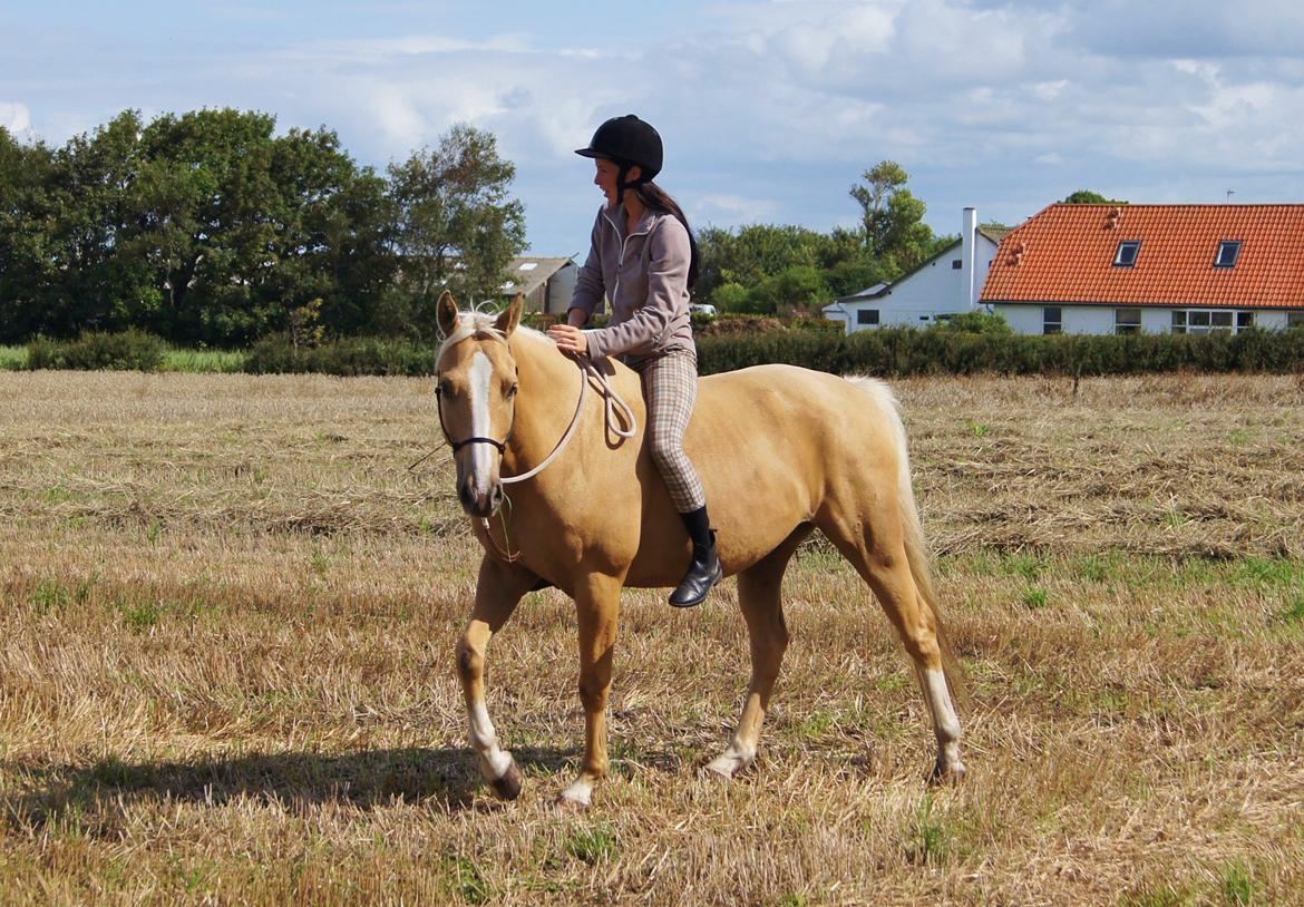 Palomino Billy the kid billede 23