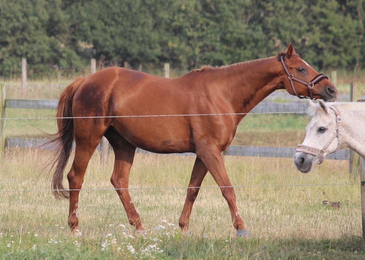 Hannoveraner Selena billede 23