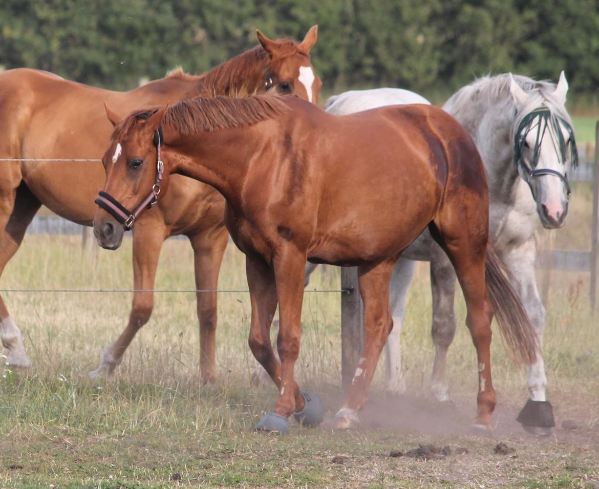 Hannoveraner Selena billede 26