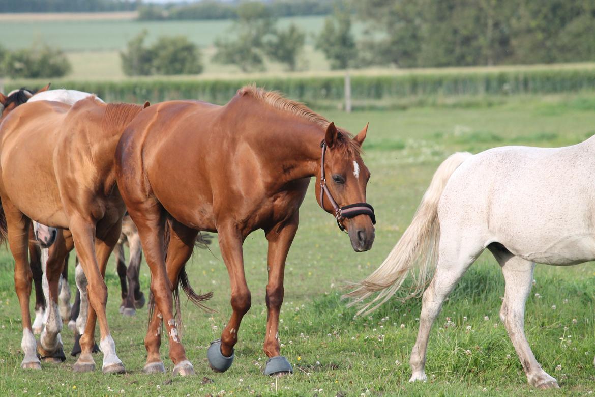 Hannoveraner Selena billede 27