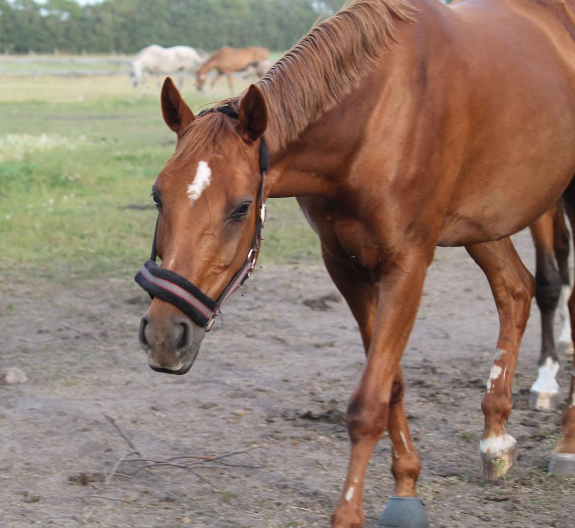 Hannoveraner Selena billede 29