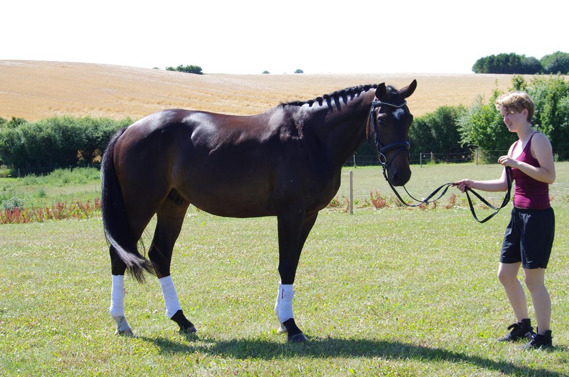 Dansk Varmblod Baunehøjens Fürst Flügger billede 4