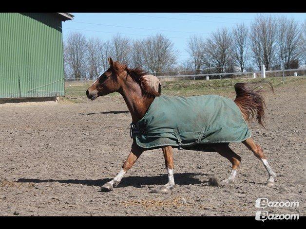 DSP Filur af grønagergård ( Låne pony) - Filur i fuld fart på folden. billede 3