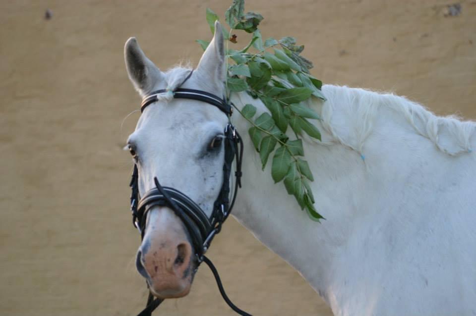 Anden særlig race Hovsa billede 19