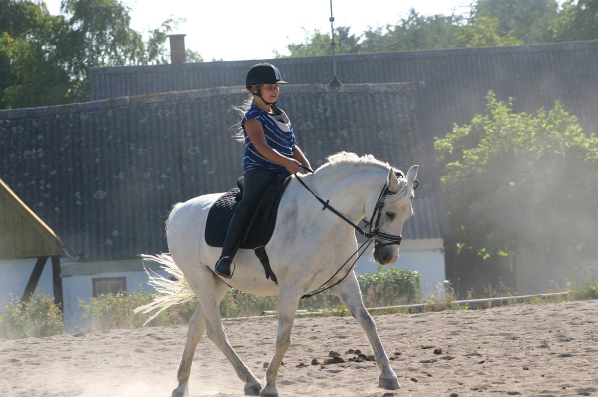 Anden særlig race Hovsa billede 20