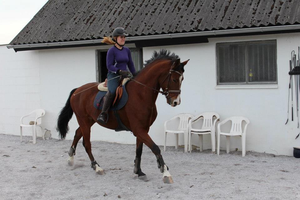 DSP Haahr`s Dumbledore billede 28