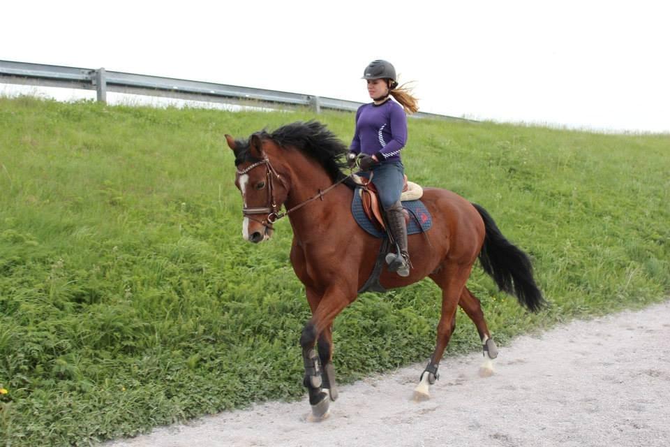 DSP Haahr`s Dumbledore billede 29