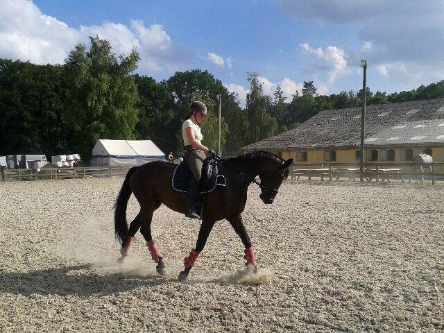 Dansk Varmblod Atterupgaards Lathyrus <3 (solgt) billede 18