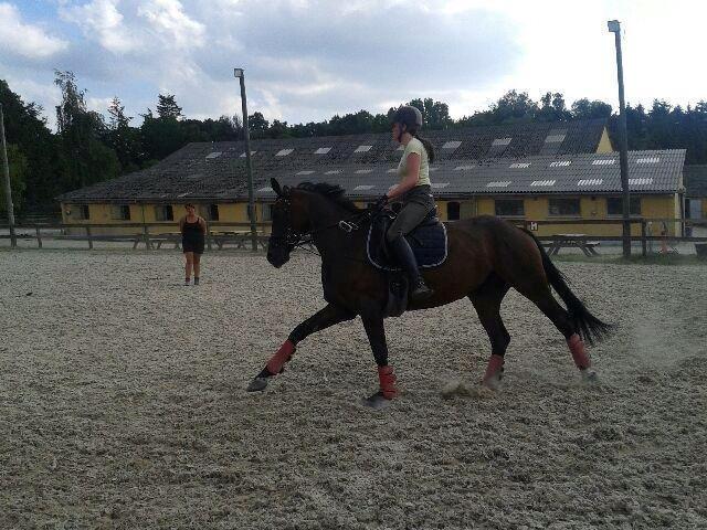 Dansk Varmblod Atterupgaards Lathyrus <3 (solgt) billede 19