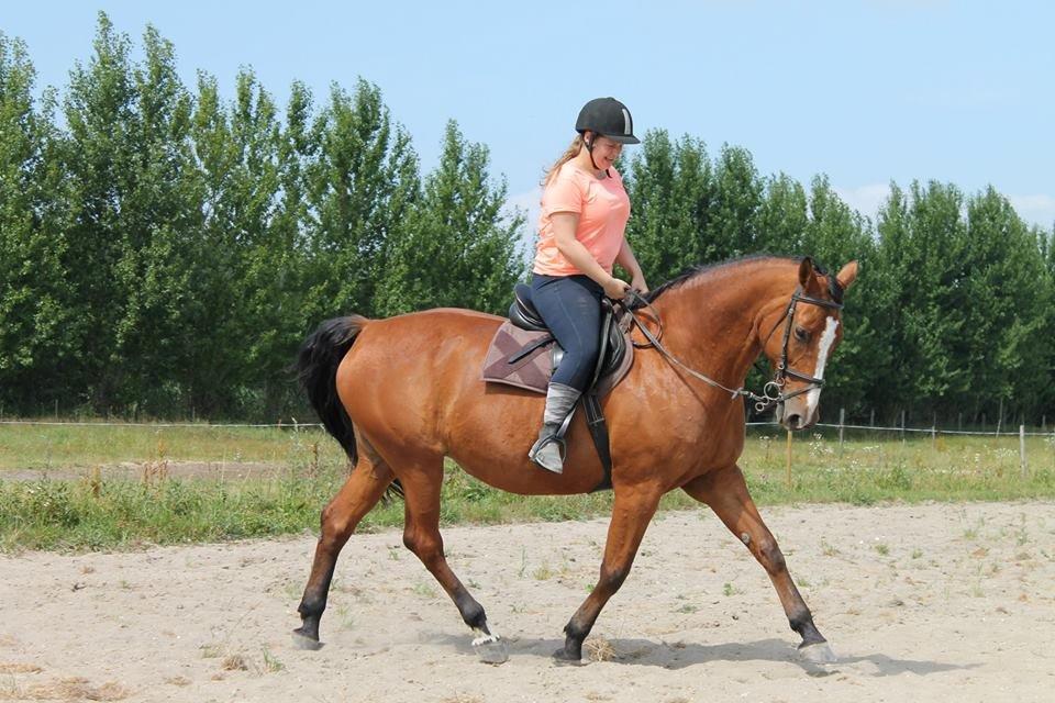 Dansk Varmblod Ronja billede 11