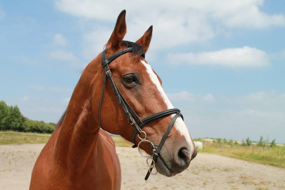 Dansk Varmblod Ronja billede 12