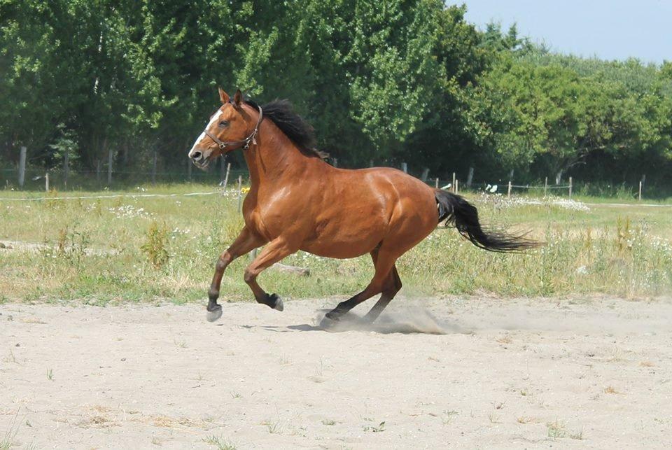 Dansk Varmblod Ronja billede 13