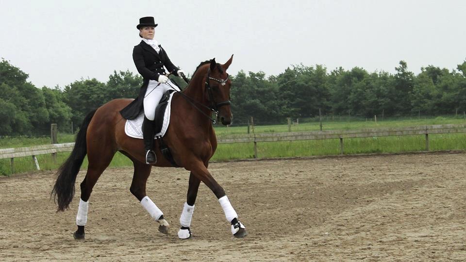 Dansk Varmblod Ponjaei - Opvisning på Egely ridecenter. Juni 2013 billede 1
