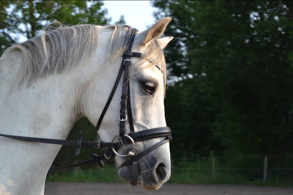 Welsh Pony (sec B) Kirkelodgaard's milton billede 4