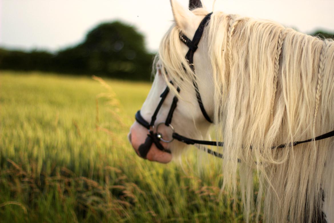 Irish Cob Holm's Filippa Of Stanley - Sommeren 2013 <3 billede 6