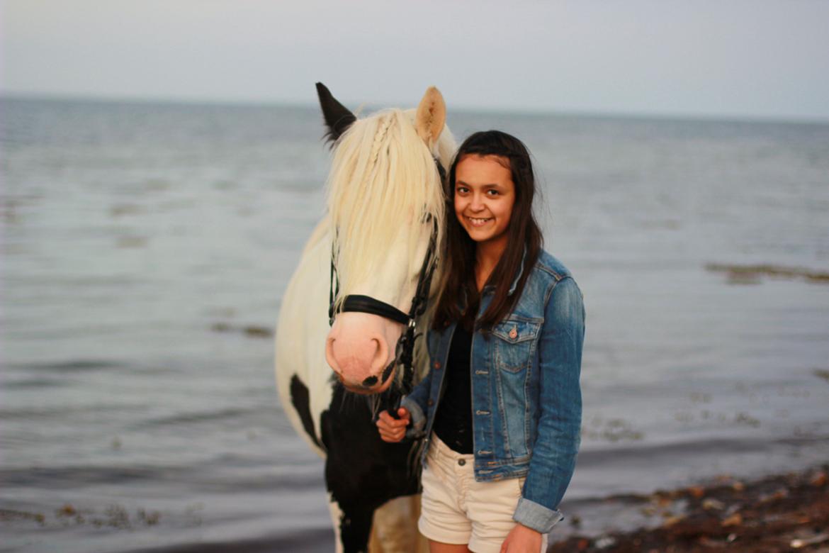 Irish Cob Holm's Filippa Of Stanley - Sommeren 2013 <3 billede 3