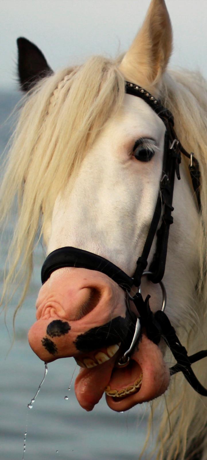 Irish Cob Holm's Filippa Of Stanley - Fjolle!  billede 4