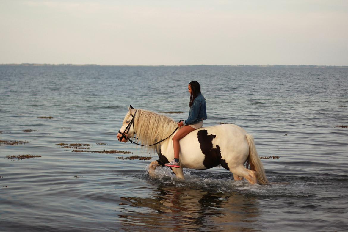 Irish Cob Holm's Filippa Of Stanley - Vi elsker at bade, især i det her dejlige sommer-vejr! :) billede 7