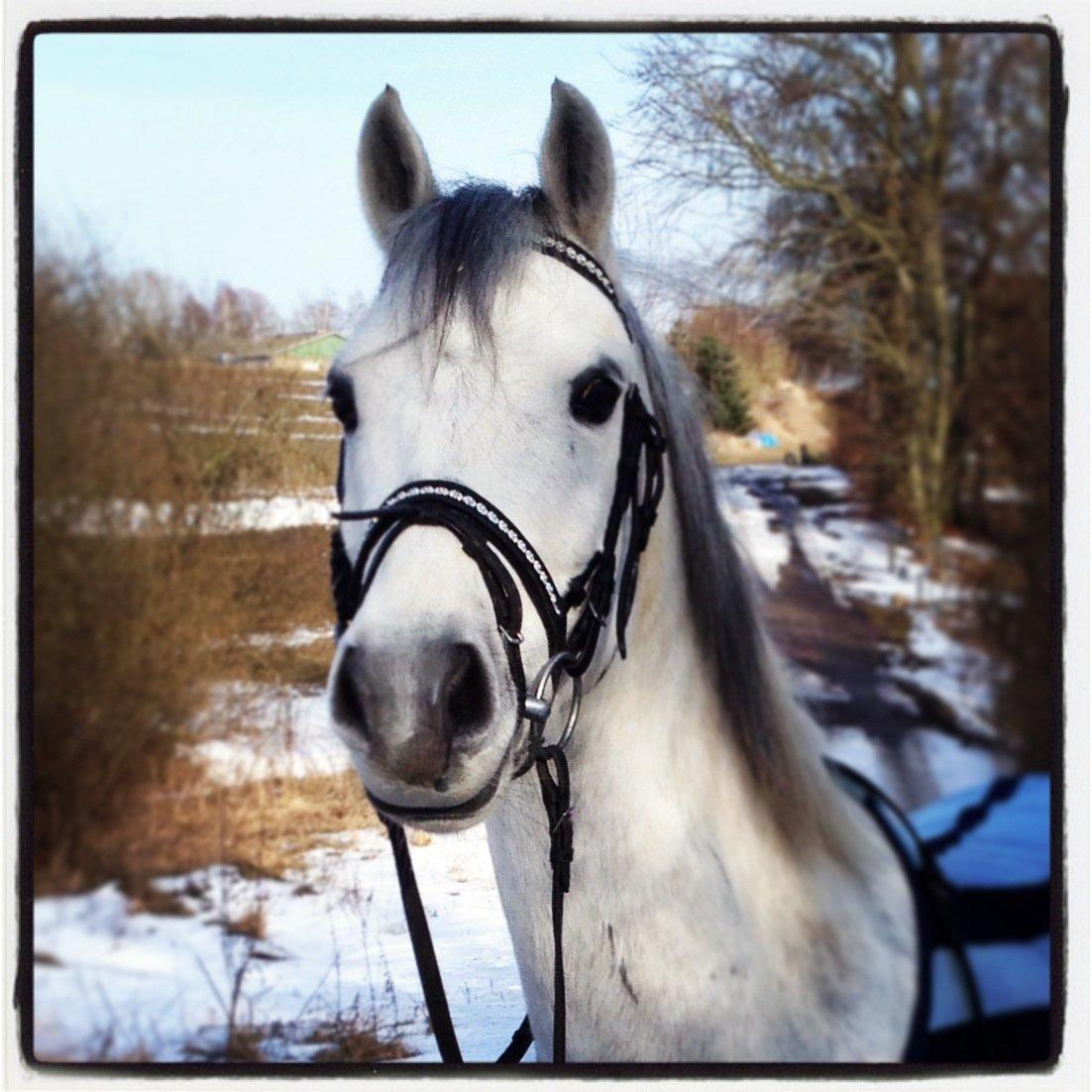 Welsh Pony (sec B) Kirkelodgaard's milton billede 8