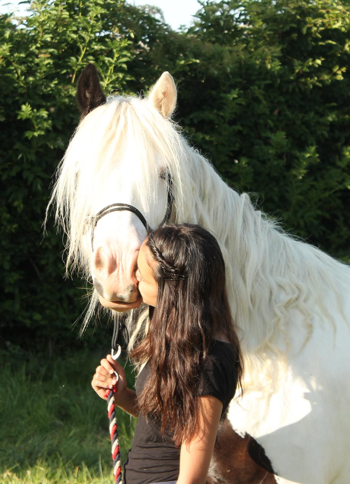 Irish Cob Holm's Filippa Of Stanley - Den dejlige sommer 2013 <3 billede 10