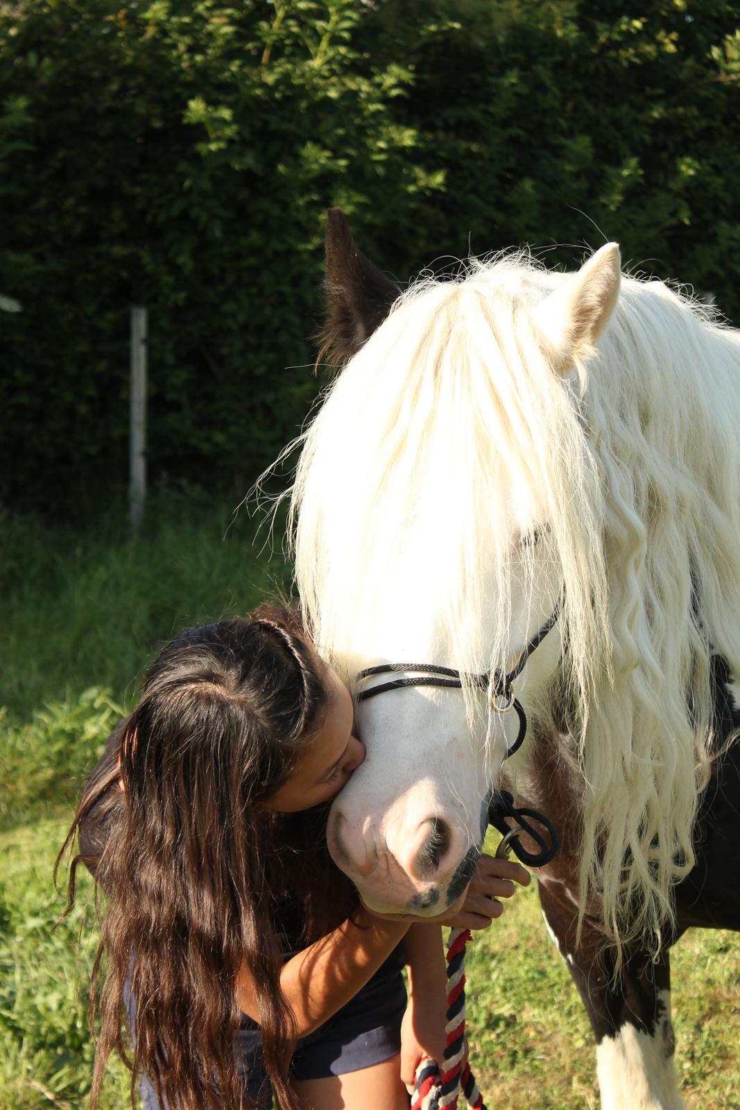 Irish Cob Holm's Filippa Of Stanley - Sommeren 2013 <3 billede 14