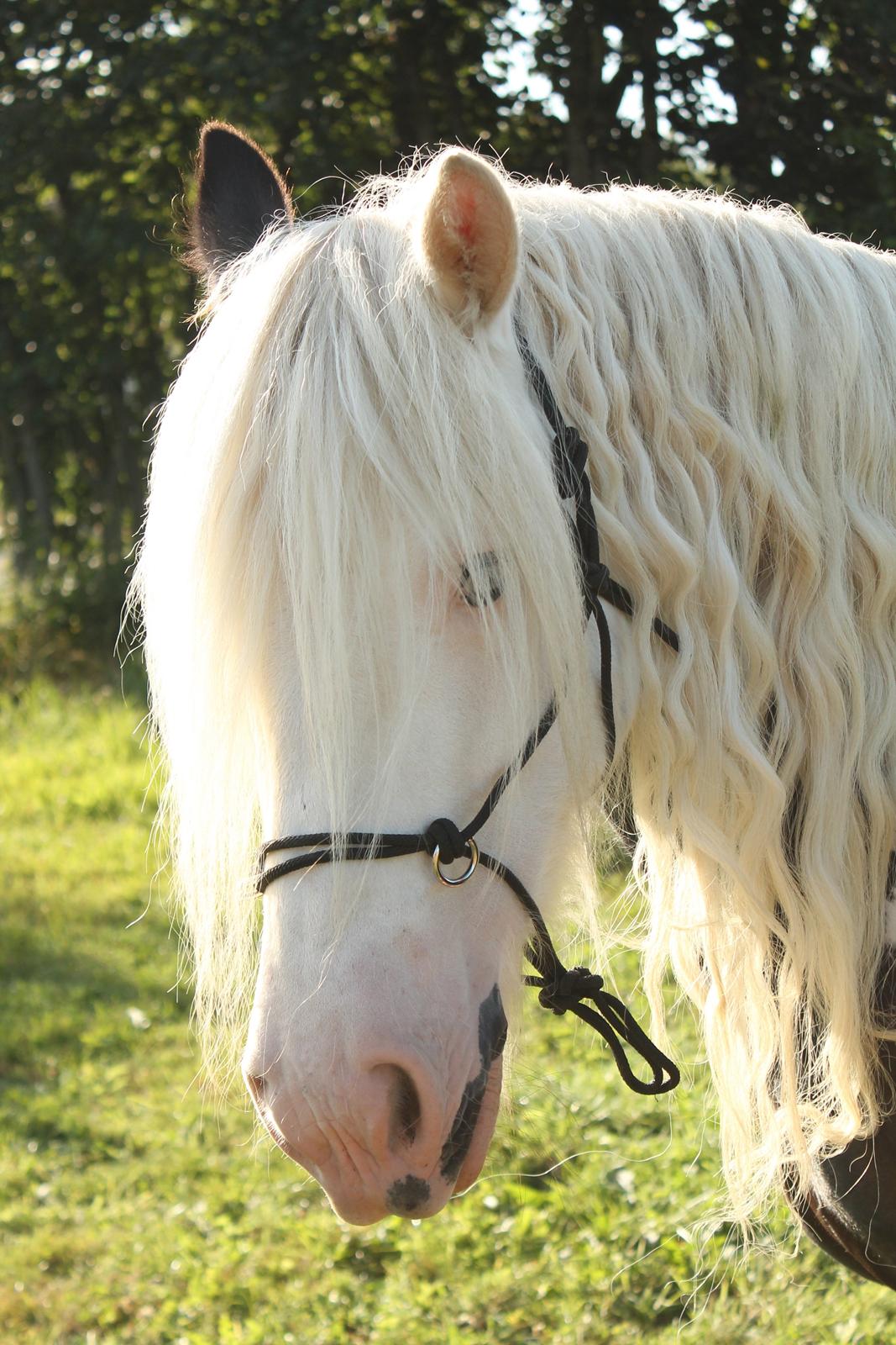 Irish Cob Holm's Filippa Of Stanley - Så smuk hun dog er! billede 15