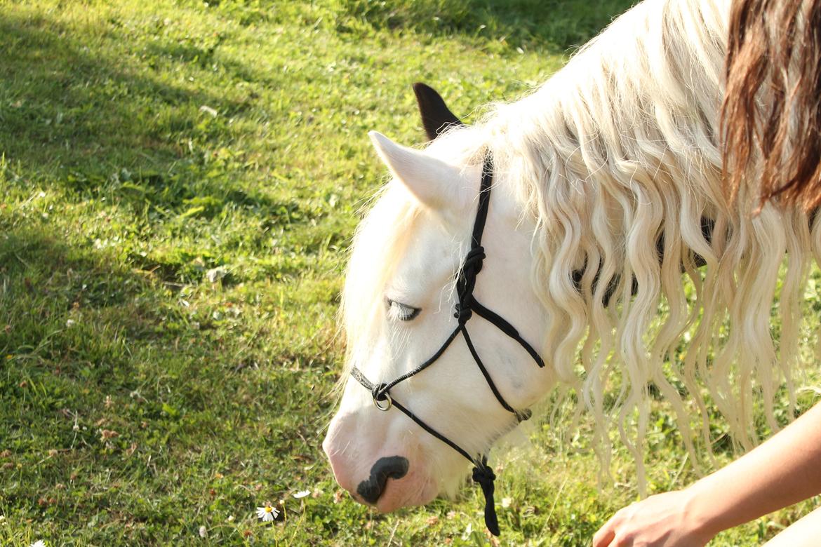 Irish Cob Holm's Filippa Of Stanley - Sommeren 2013 <3 billede 16