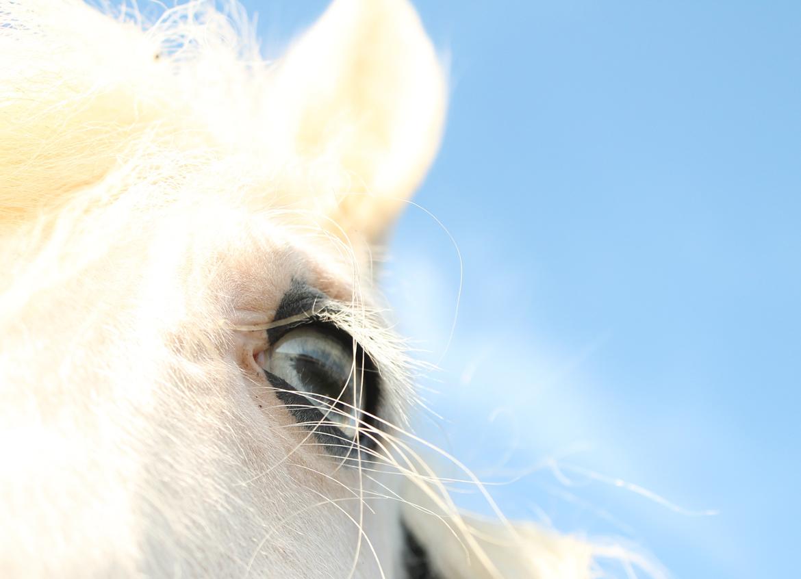 Irish Cob Holm's Filippa Of Stanley - Hendes skønne blå øjne..<3 billede 2