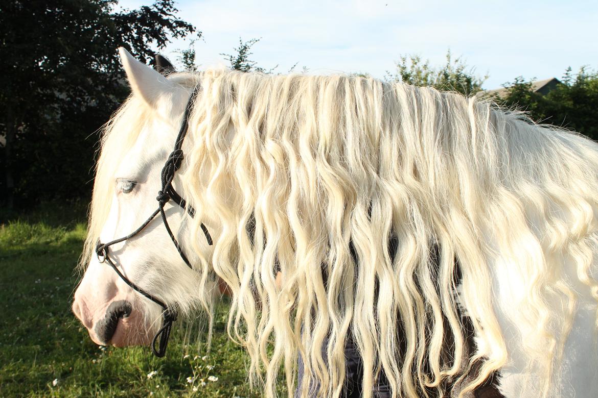 Irish Cob Holm's Filippa Of Stanley - Min Prinsesse <3 billede 12