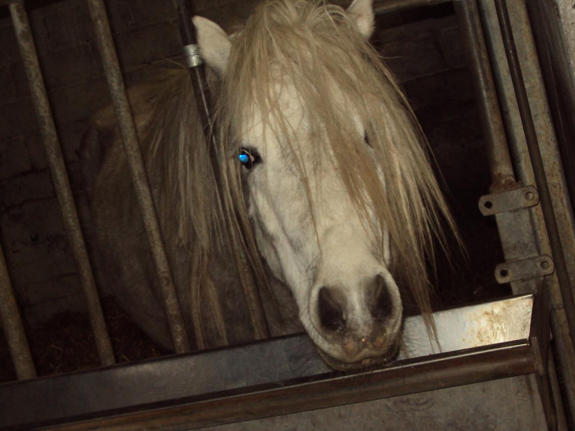 Anden særlig race Milton Solgt billede 10