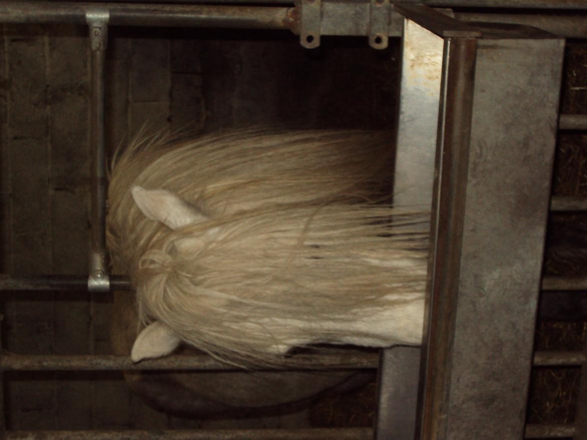 Anden særlig race Milton Solgt billede 11