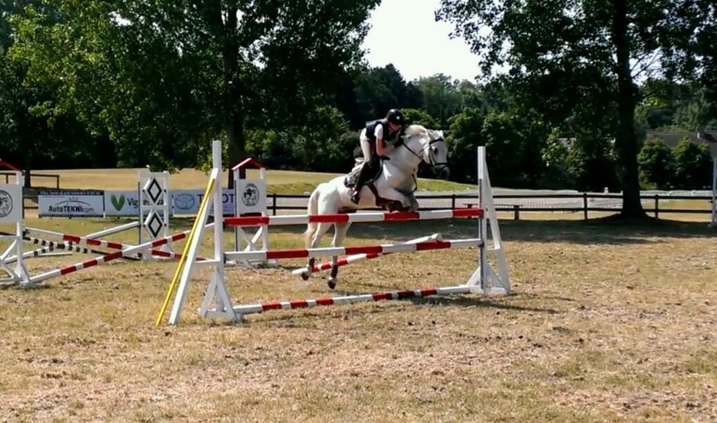 Irsk Sportspony Lancelot billede 4