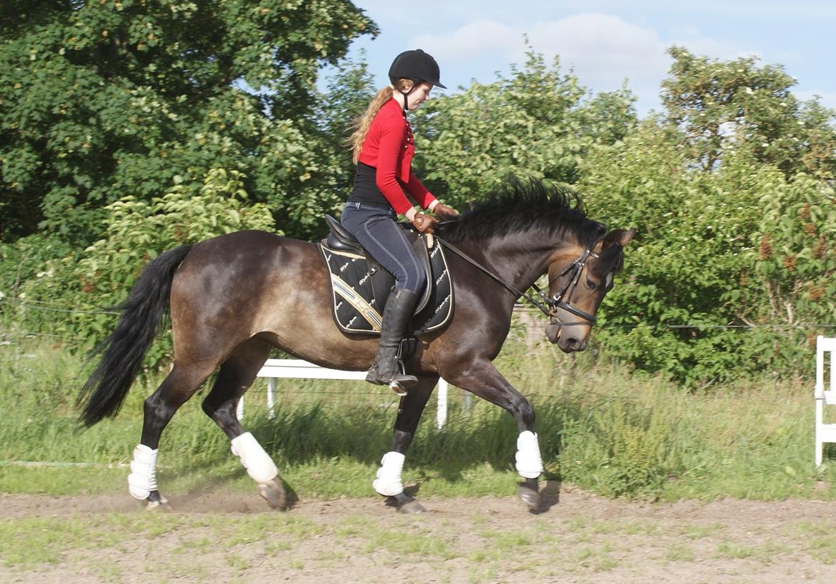 New Forest Dalgaardens Phoebe billede 12