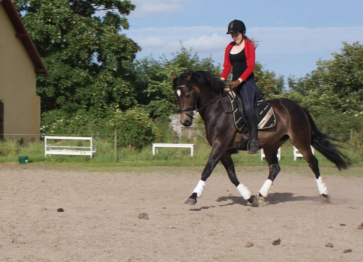 New Forest Dalgaardens Phoebe billede 14