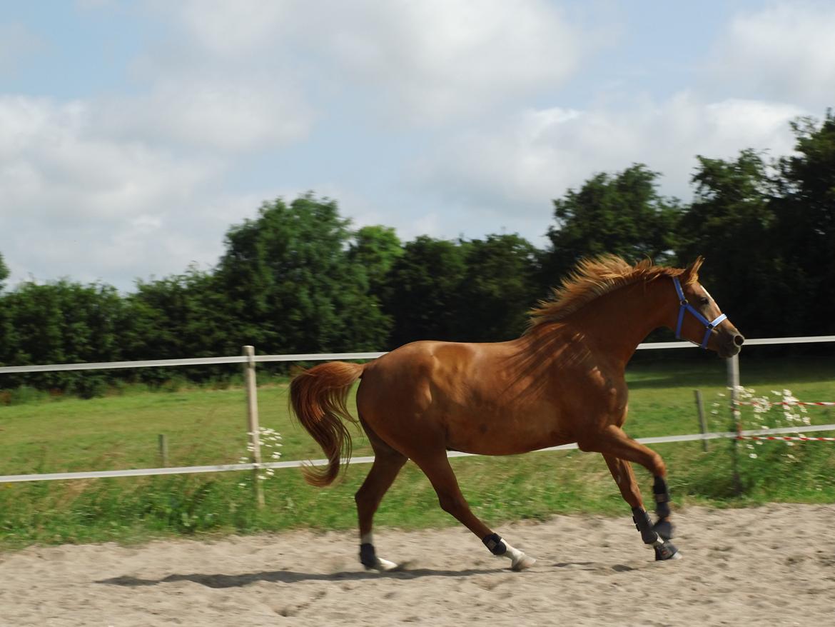 Palomino Brogaards shooting star - 17 juli 2031 billede 37